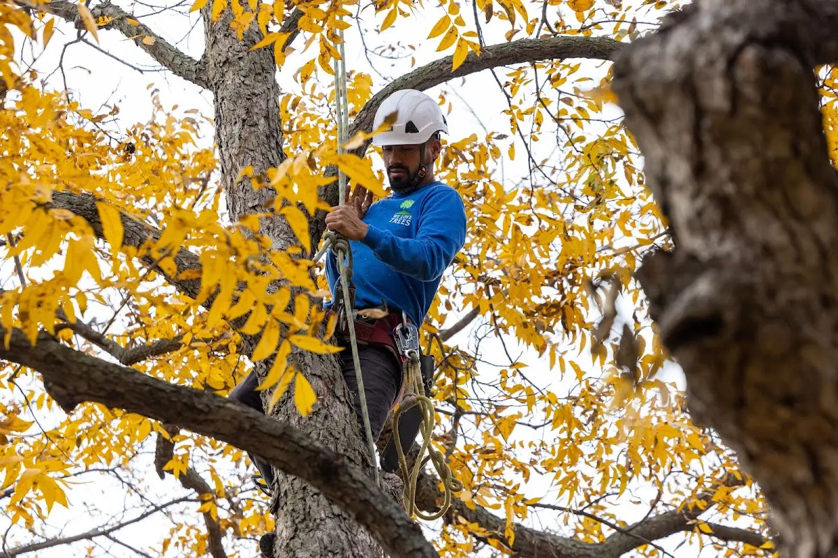 Skilled Tree Pruning crew working in Brady