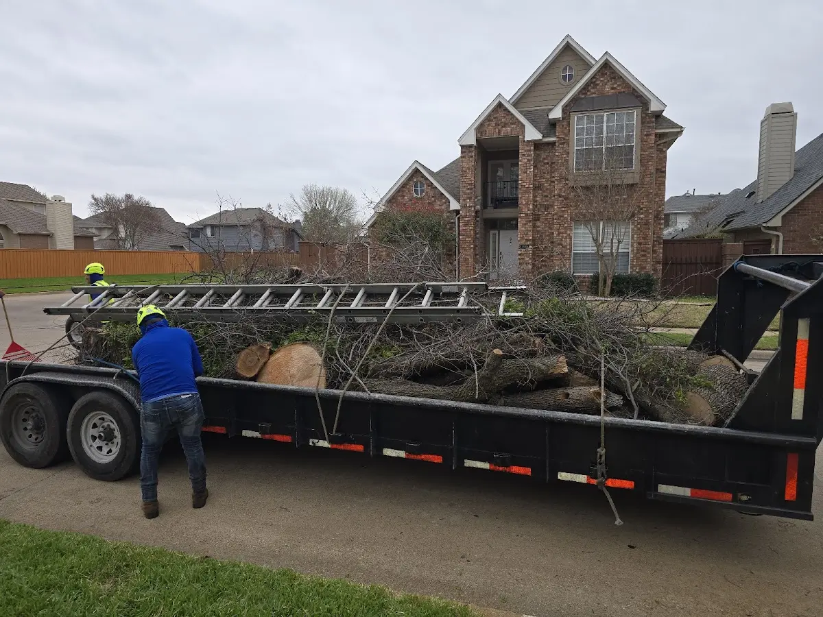 Expert Tree Removal with proper safety equipment in Brady